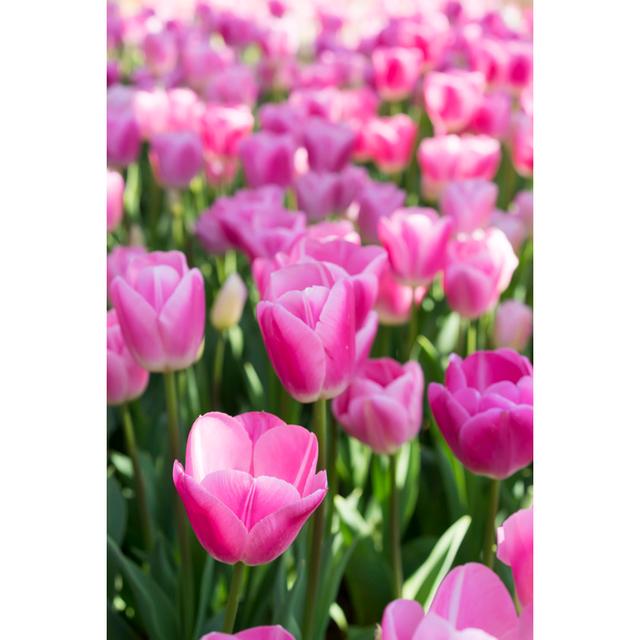 Pink Tulips Of Istanbul by Ironsailor - Wrapped Canvas Art Prints 17 Stories Size: 60cm H x 40cm W on Productcaster.