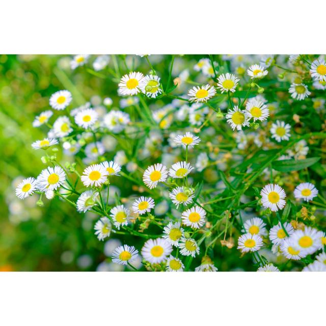 Daisy Flower by Mumemories - Wrapped Canvas Photograph 17 Stories Size: 61cm H x 91cm W on Productcaster.