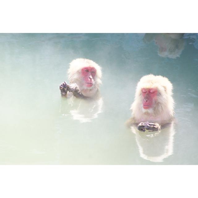 Lynus Monkeys in Hot Spring by Kata716 - Wrapped Canvas Photograph 17 Stories Size: 81cm H x 122cm W x 3.8cm D on Productcaster.