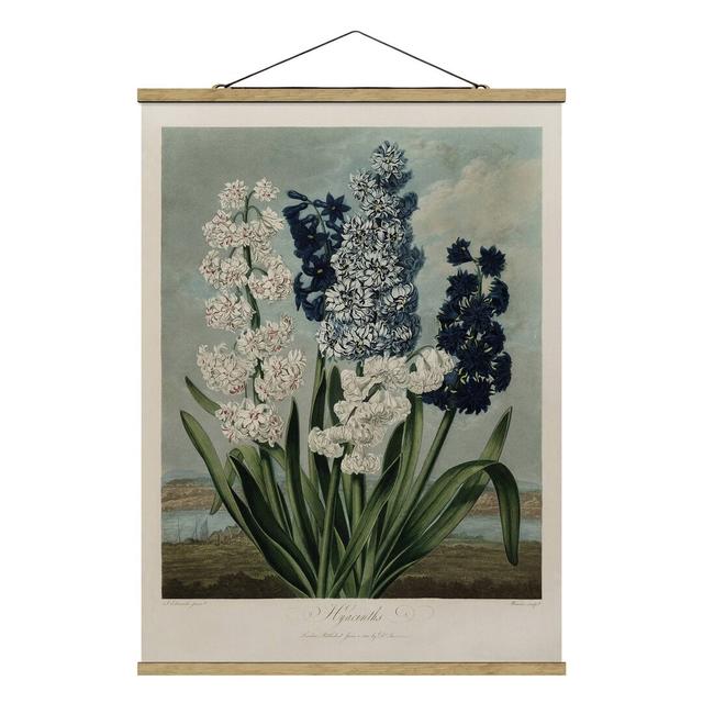 Grafikdruck Botany Vintage Illustration Blue And White Hyacinths Sommerallee Größe: 133,5 cm H x 100 cm B x 0,3 cm T on Productcaster.