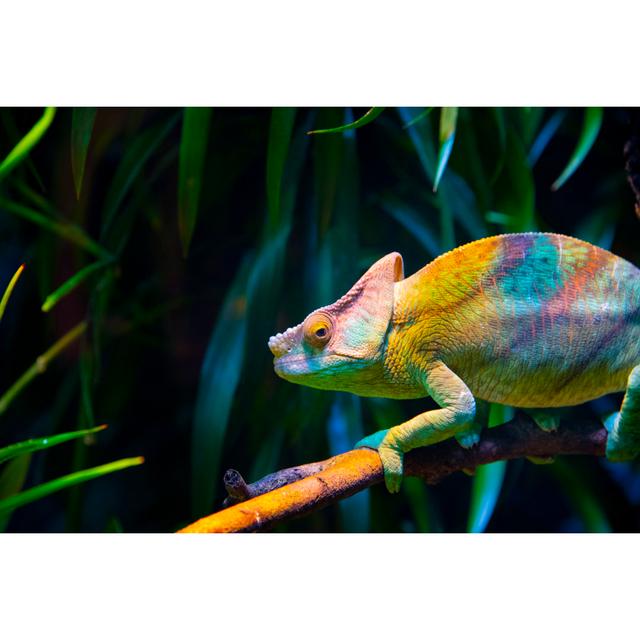 Chameleon - Wrapped Canvas Print 17 Stories Size: 51cm H x 76cm W x 3.8cm D on Productcaster.