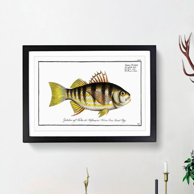 Plumier's Umber Fish by M.E. Bloch - Picture Frame Painting Print East Urban Home Frame Option: Black Framed, Size: 36cm H x 48cm W x 2cm D on Productcaster.