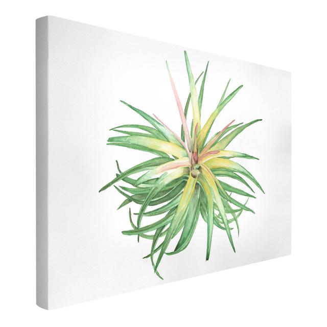 Air Plant Watercolor III - Wrapped Canvas Painting August Grove Size: 120cm H x 180cm W on Productcaster.