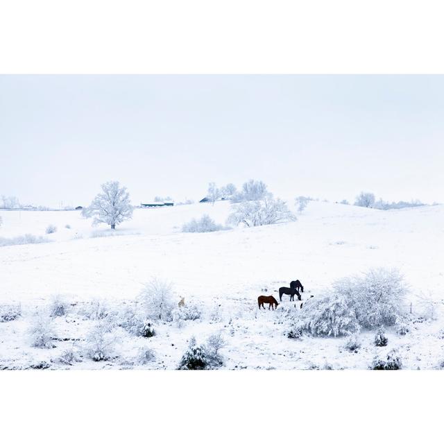 Bowe Horses in the Snow by Alexeys - Wrapped Canvas Art Prints 17 Stories Size: 51cm H x 76cm W x 3.8cm D on Productcaster.