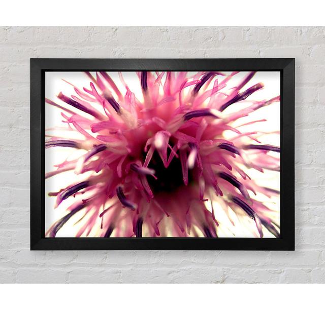 Pink Flower Head Explosion - Print Bright Star Size: 100cm H x 141.4cm W on Productcaster.