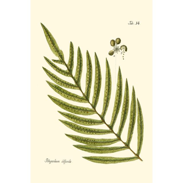 Small Antique Fern I - Wrapped Canvas Painting Bay Isle Home Size: 30cm H x 20cm W x 3.8cm D on Productcaster.