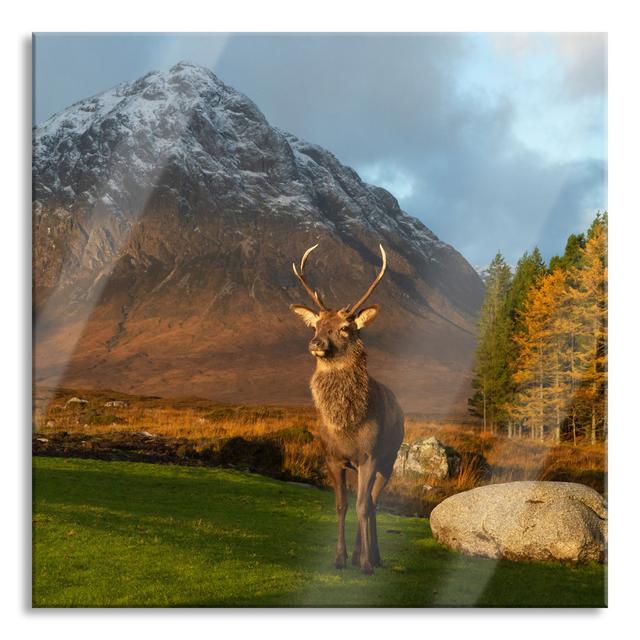 Fotodruck Einsames Rentier vor einer Berglandschaft Alpen Home Größe: 80 cm H x 80 cm B x 0.4 cm T on Productcaster.