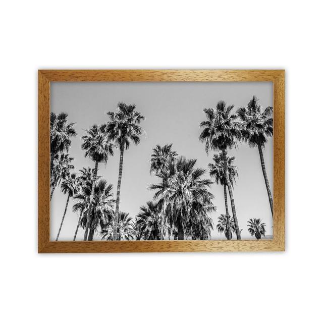 Sabal Palmetto I Palm Trees by Victoria Frost - Photograph Print on Canvas Bay Isle Home Format: Oak Framed, Size: 25cm H x 34cm W x 3cm D on Productcaster.