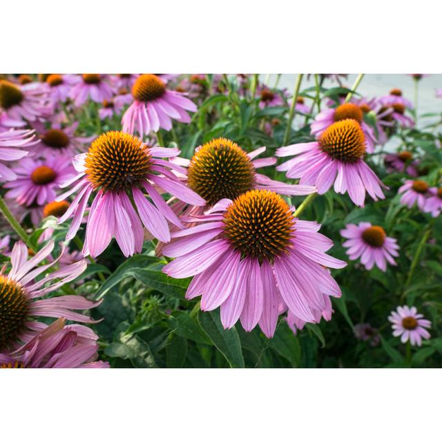 Echinacea Flowers in a Garden - Wrapped Canvas Photograph Ebern Designs Size: 61cm H x 91cm W x 3.8cm D on Productcaster.