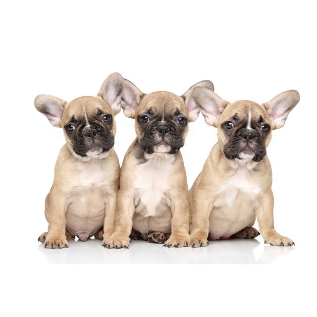 French Bulldog Puppies by Fotojagodka - Wrapped Canvas Photograph Latitude Run Size: 81cm H x 122cm W on Productcaster.