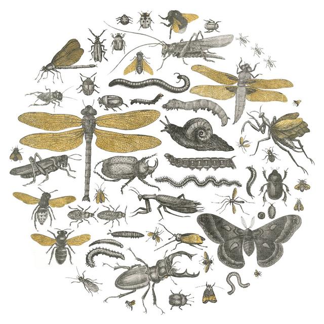 Insect Circle I by Wild Apple Portfolio - Wrapped Canvas Painting Brambly Cottage Size: 122cm H x 122cm W x 3.8cm D on Productcaster.