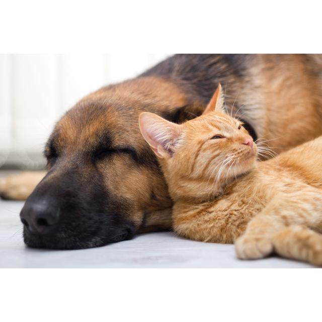 Cat And Dog Sleeping Togheter - Wrapped Canvas Print Ebern Designs Size: 51cm H x 76cm W x 3.8cm D on Productcaster.