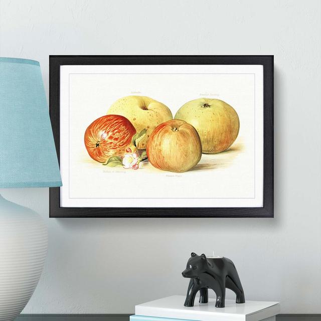 Vintage Illustration of a Selection of Apples - Picture Frame Painting Print East Urban Home Frame Option: Black, Size: 40cm H x 60cm W x 2cm D on Productcaster.