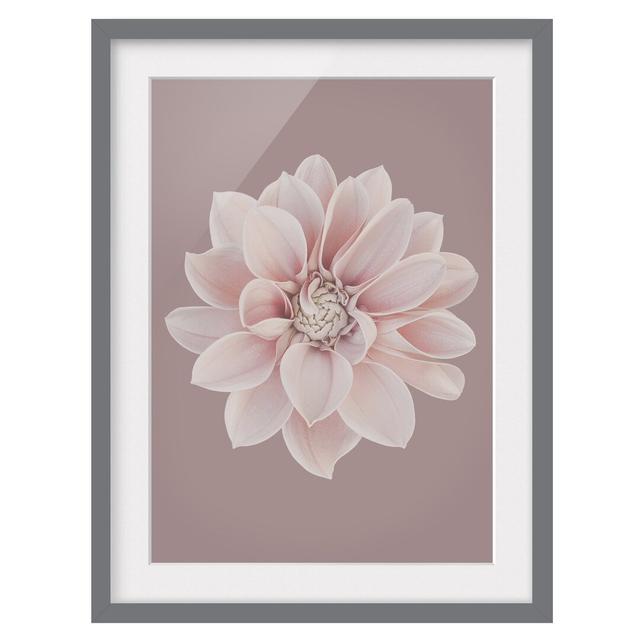 Dahlia Flower Lavender White Pink - Picture Frame Graphic Art Ebern Designs Size: 100cm H x 70cm W x 2cm D, Frame Option: Grey Framed on Productcaster.