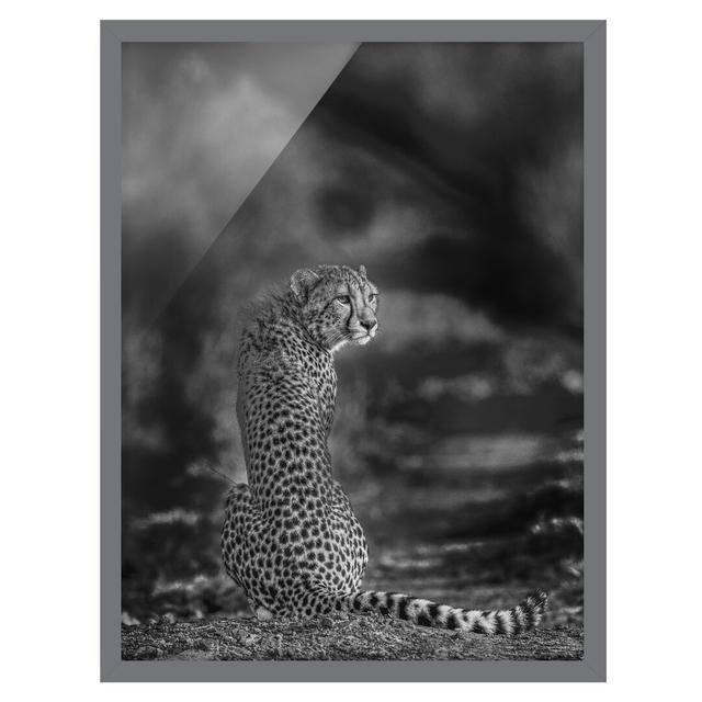 Cheetah in the Wild - Picture Frame Photograph Latitude Vive Size: 40cm H x 30cm W x 2cm D, Frame Option: Grey Framed on Productcaster.