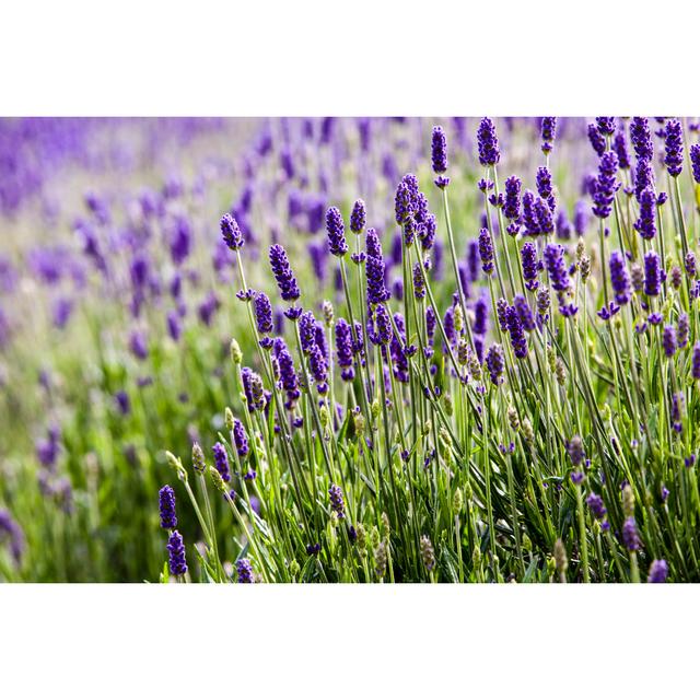 Lavendar Closeup 2 by RK2 Photography - Wrapped Canvas Photograph August Grove Size: 30cm H x 46cm W on Productcaster.