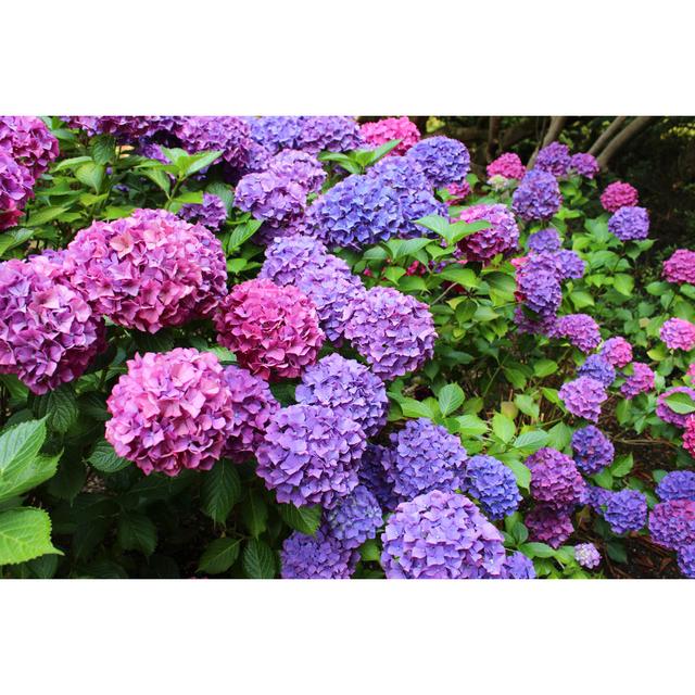 Pink And Purple Hydrangea Flowers by Mtreasure - No Frame Art Prints on Canvas 17 Stories Size: 51cm H x 76cm W on Productcaster.