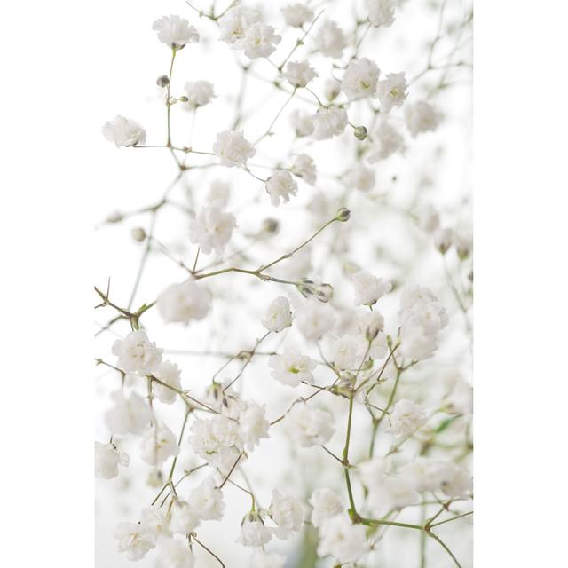 White Flowers of Gypsophila - Wrapped Canvas Photograph 17 Stories Size: 91cm H x 61cm W on Productcaster.