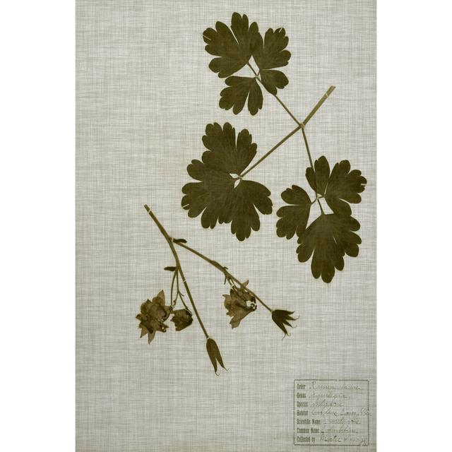 Pressed Leaves on Linen I - Wrapped Canvas Graphic Art Marlow Home Co. Size: 46cm H x 30cm W x 3.8cm D on Productcaster.