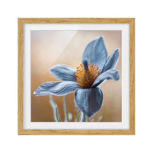 'Blue Pasque Flower' Framed Graphic Art Print East Urban Home Frame Options: Natural oak, Size: 50cm H x 50cm W on Productcaster.