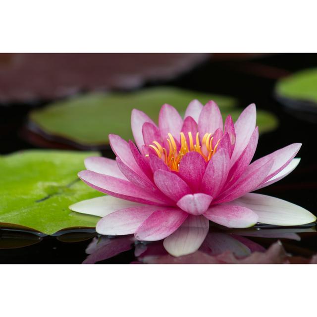 Perfect Bright Pink Water Lily In A Pond Ebern Designs Size: 81cm H x 122cm W x 3.8cm D on Productcaster.