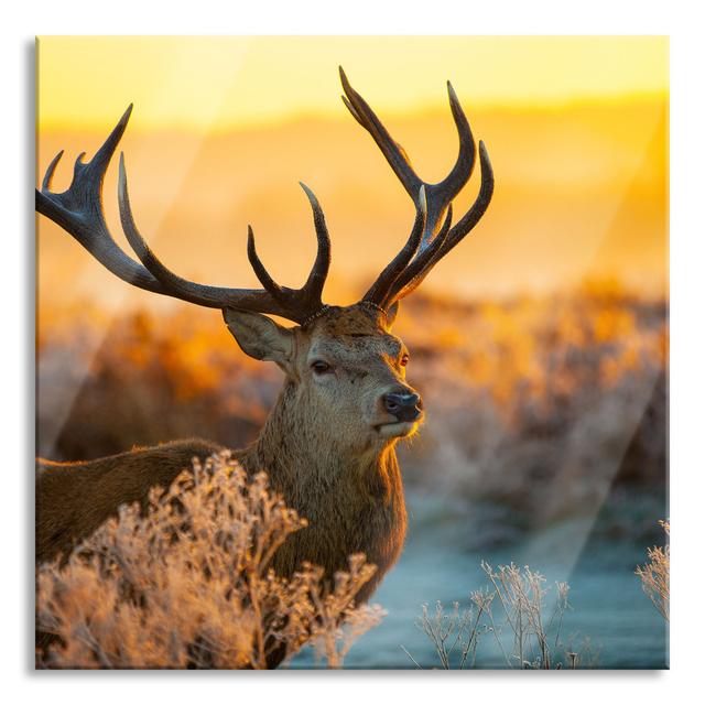 Proud Dear in Meadow - Unframed Photograph on Glass Union Rustic Size: 70cm H x 70cm W x 0.4cm D on Productcaster.