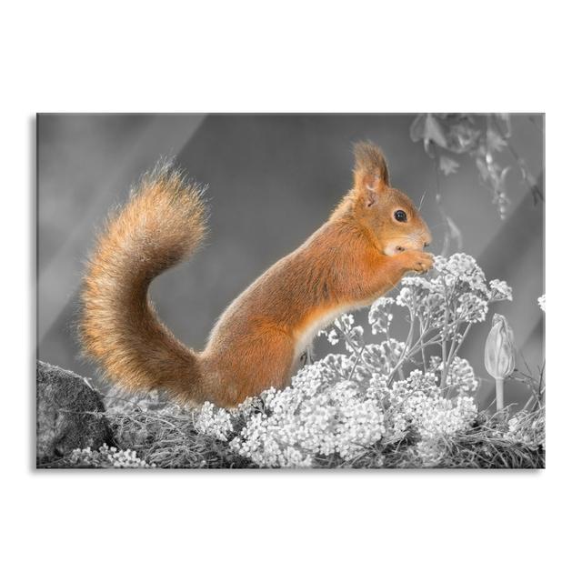 Gnawing Squirrel in Moss - Unframed Photograph on Glass Alpen Home Size: 60cm H x 80cm W x 0.4cm D on Productcaster.