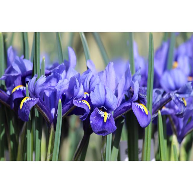 Image Of Blue Iris Flowers Growing In Spring Garden Border by Mtreasure - No Frame Art Prints on Canvas 17 Stories Size: 80cm H x 120cm W on Productcaster.