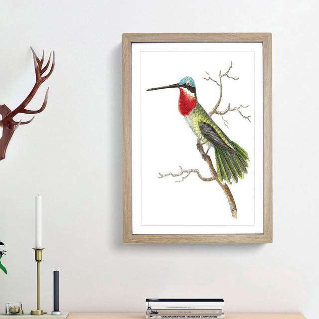 Stripe-Cheeked Hummingbird by George Shaw - Picture Frame Painting Print East Urban Home Size: 48cm H x 36cm W x 2cm D, Frame Option: Oak Framed on Productcaster.