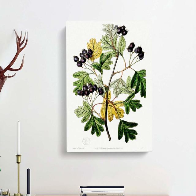 Small-Flowered Hawthorn Berry Tree - Wrapped Canvas Painting Print East Urban Home Size: 60cm H x 40cm W x 3cm D on Productcaster.