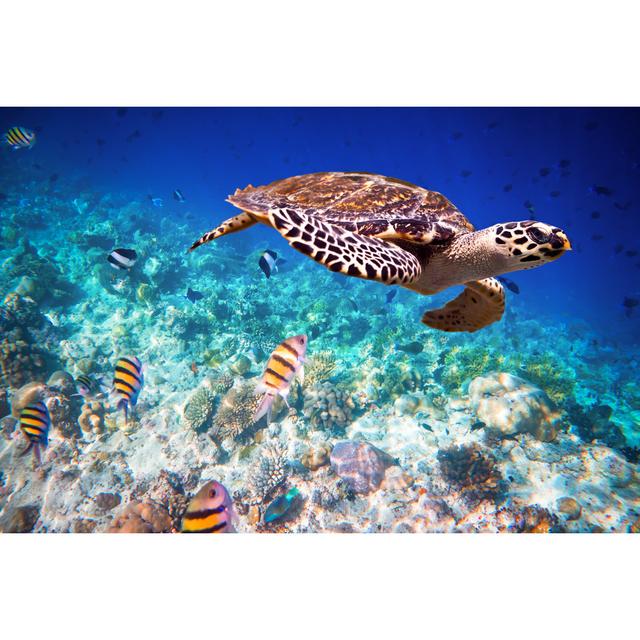 Hawksbill Turtle by Cookelma - Wrapped Canvas Print 17 Stories Size: 81cm H x 122cm W on Productcaster.