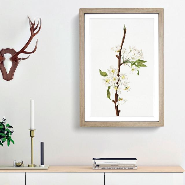 Musky Pear Tree Flowers by Giorgio Gallesio - Picture Frame Painting Print East Urban Home Size: 65cm H x 48cm W x 2cm D, Frame Option: Oak Framed on Productcaster.