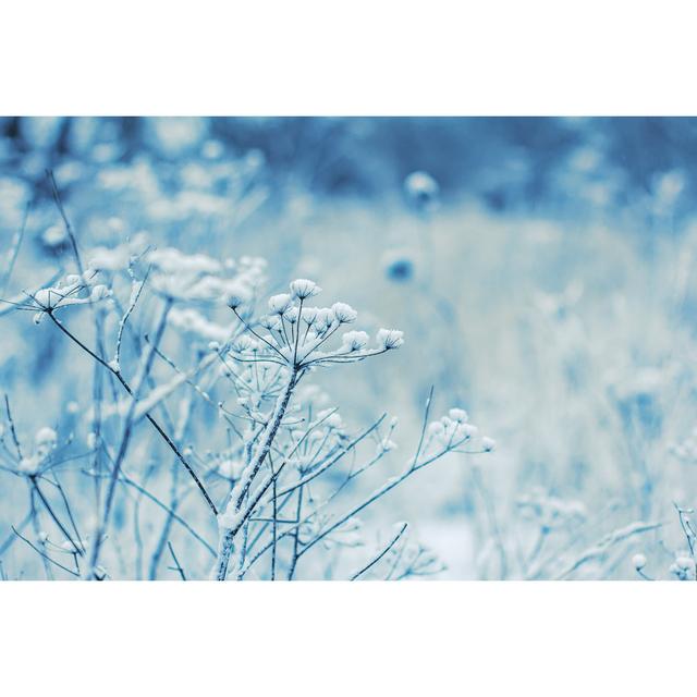 Fragile Wild Flowers In Winter by Smiltena - Wrapped Canvas Print Ebern Designs Size: 51Cm H x 76Cm W on Productcaster.