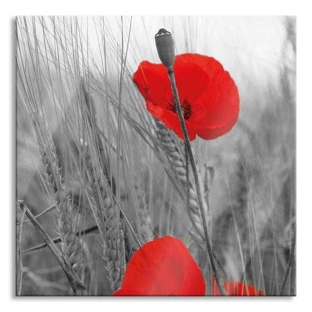 Single Poppies in a Cereal Field - Unframed Photograph on Glass 17 Stories Size: 80cm H x 80cm W x 0.4cm D on Productcaster.