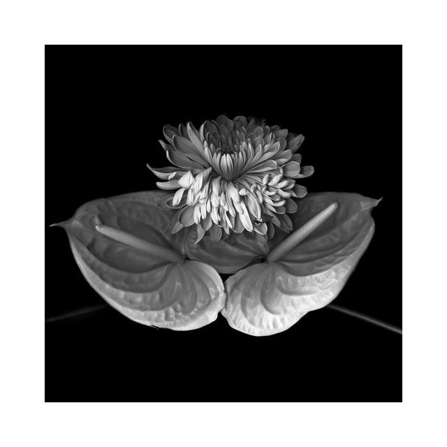 Anthurium XII, B&W by Magda Indigo - Wrapped Canvas Gallery-Wrapped Canvas Giclée Latitude Run Size: 45.72cm H x 45.72cm W x 1.91cm D on Productcaster.