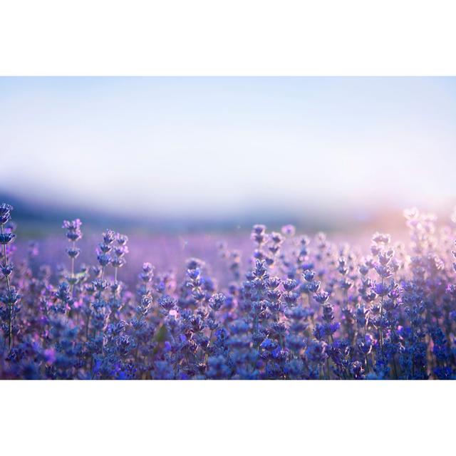 Lavender by Draganab - No Frame Print on Canvas 17 Stories Size: 51cm H x 76cm W on Productcaster.