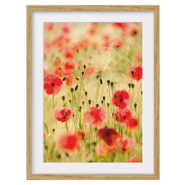 'Summer Poppies' - Picture Frame Photograph Print on Paper East Urban Home Frame Option: Natural oak, Size: 100cm H x 70cm W x 2cm D on Productcaster.