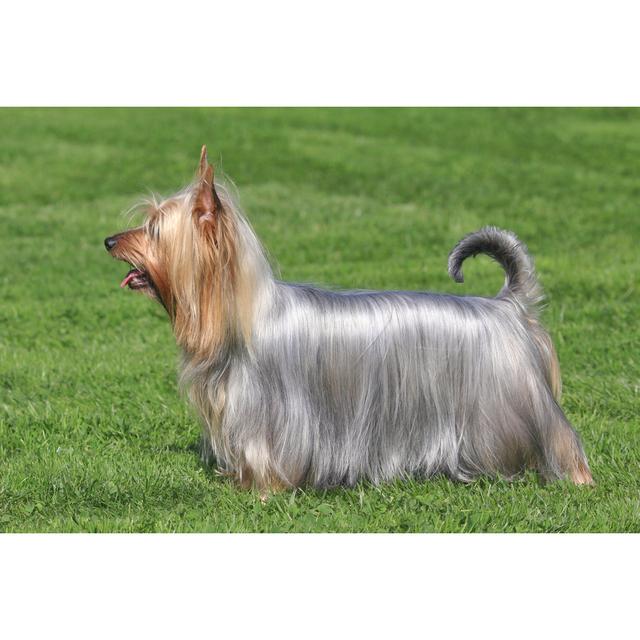 Leinwandbild Typical Australian Silky Terrier in the Garden Ebern Designs Größe: 81 cm H x 122 cm B x 3,8 cm T on Productcaster.