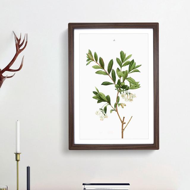 White Honeysuckle Flowers by Pierre-Joseph Redoute - Picture Frame Art Prints East Urban Home Size: 36cm H x 27cm W x 2cm D, Frame Option: Walnut Fram on Productcaster.