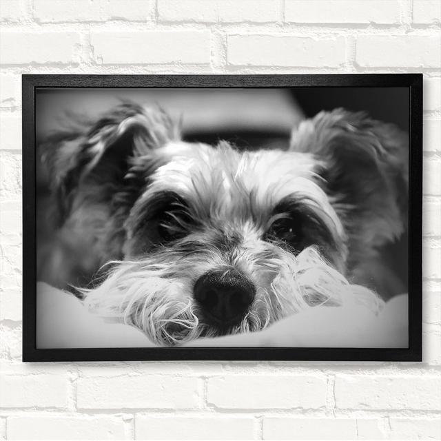 Dog B N W Framed Print Latitude Run Size: 59.7cm H x 84.1cm W on Productcaster.