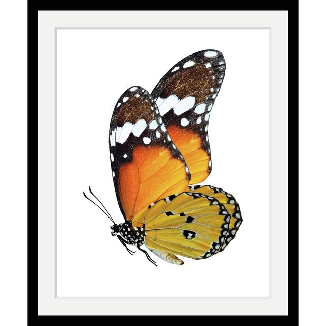 'Butterfly' Framed Graphic Art Ebern Designs on Productcaster.