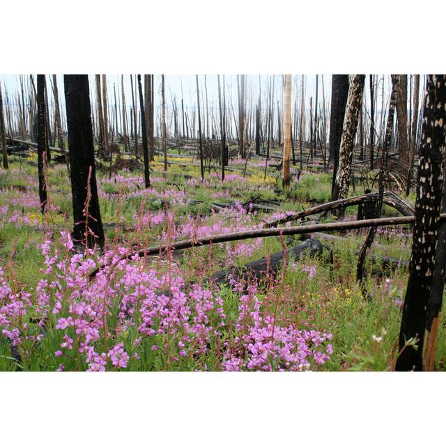 Forest Renewed by RubyRain - Wrapped Canvas Print Alpen Home Size: 51cm H x 76cm W on Productcaster.