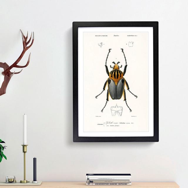 Beetle Illustration PL.6 by Charles D'Orbigny - Single Picture Frame Print East Urban Home Frame Option: Black Framed, Size: 63cm H x 45cm W x 2cm D on Productcaster.