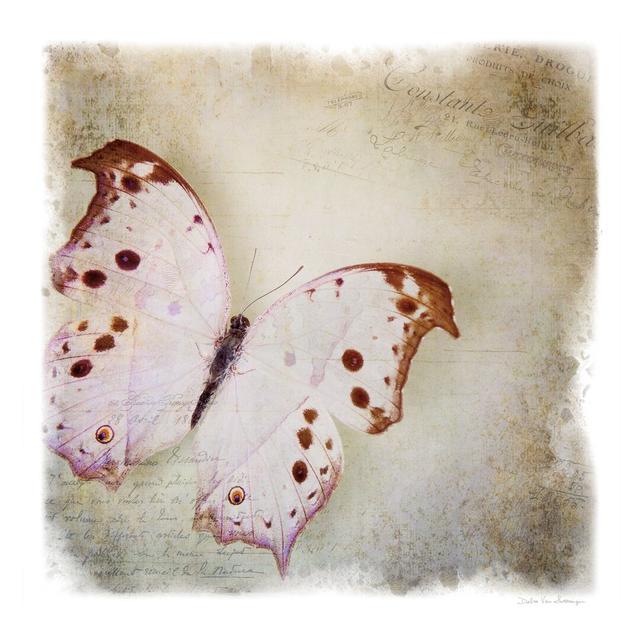 Floating Butterfly II by Debra Van Swearingen - Wrapped Canvas Graphic Art August Grove Size: 30cm H x 30cm W on Productcaster.