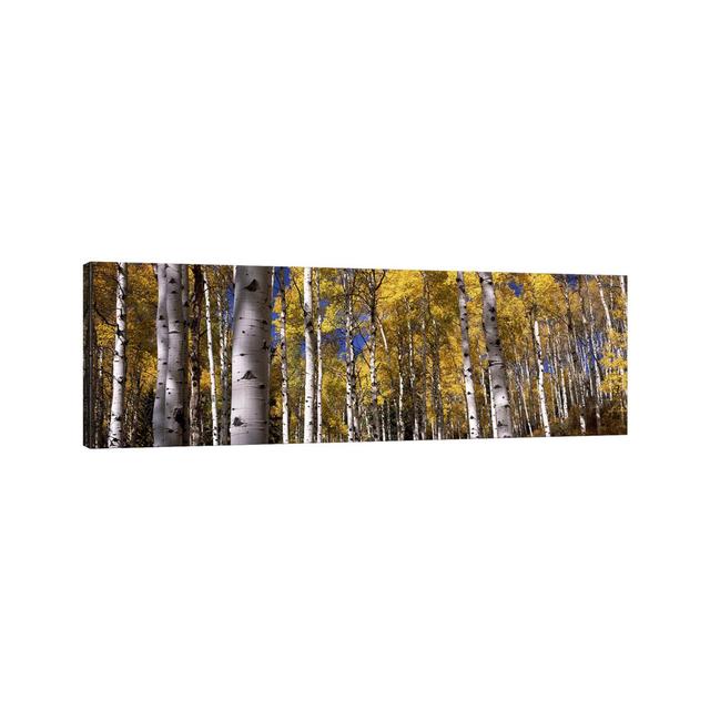 Forest, Grand Teton National Park, Teton County, Wyoming, USA - Wrapped Canvas Panoramic Print Union Rustic Size: 30.48cm H x 91.44cm W x 1.91cm D on Productcaster.