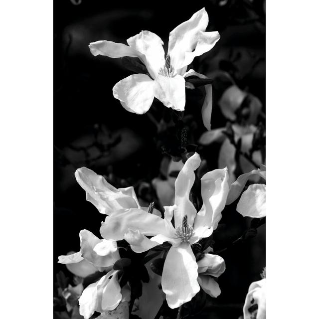 Floral Portrait VI by Jeff Pica - Wrapped Canvas Photograph Rosalind Wheeler Size: 76cm H x 51cm W on Productcaster.