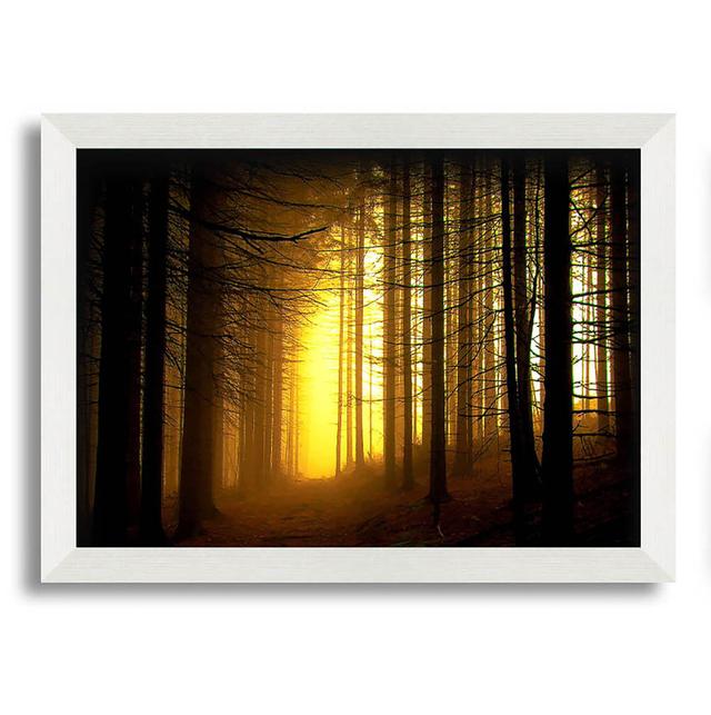 Golden Forest Light - Single Picture Frame Art Prints Union Rustic Size: 21cm H x 29.7cm W on Productcaster.