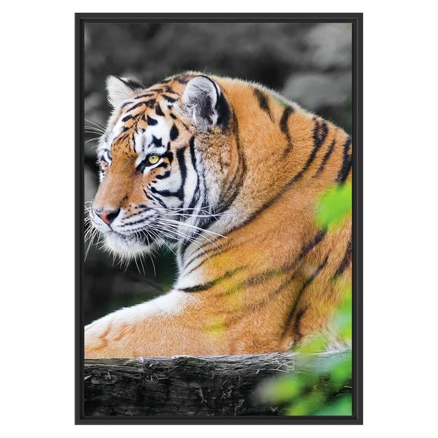 Anmutiger Tiger auf Baumstamm Gerahmter Kunstdruck East Urban Home Größe: 100 cm H x 70 cm B x 2,4 cm T, Farbe: Grau/Braun on Productcaster.