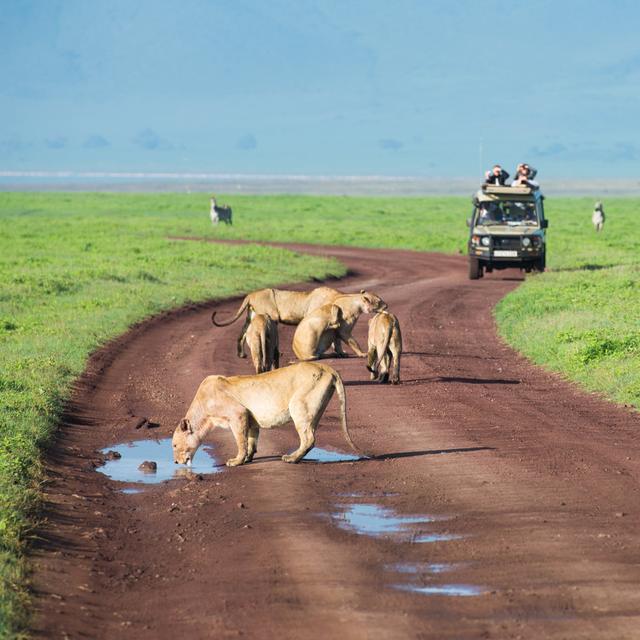 Lions on African Safari by Bonniecaton - Wrapped Canvas Photograph Latitude Run Size: 122cm H x 122cm W x 3.8cm D on Productcaster.