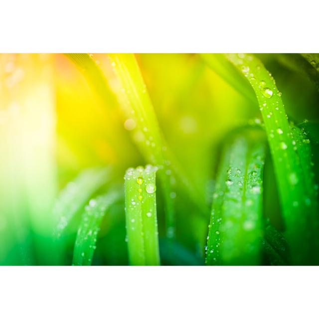 Morning Dew On Blades Of Grass - Print 17 Stories Size: 20cm H x 30cm W x 3.8cm D on Productcaster.